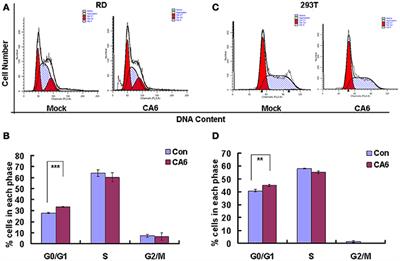 Coxsackievirus A6 Induces Cell Cycle Arrest in G0/G1 Phase for Viral Production